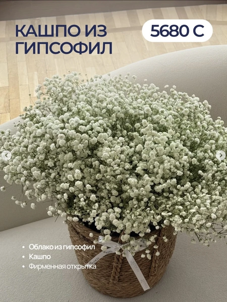 Кашпо из гипсофил