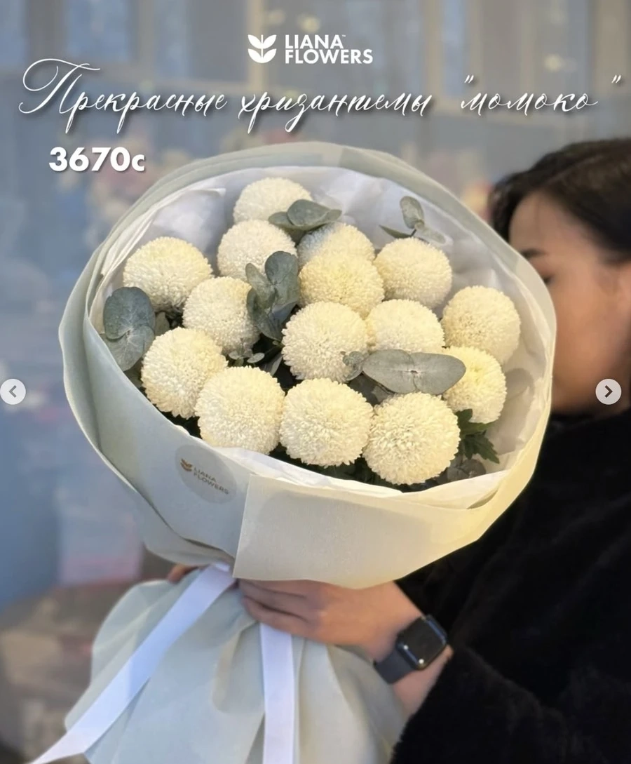 Прекрасные хризантемы "Момоко"