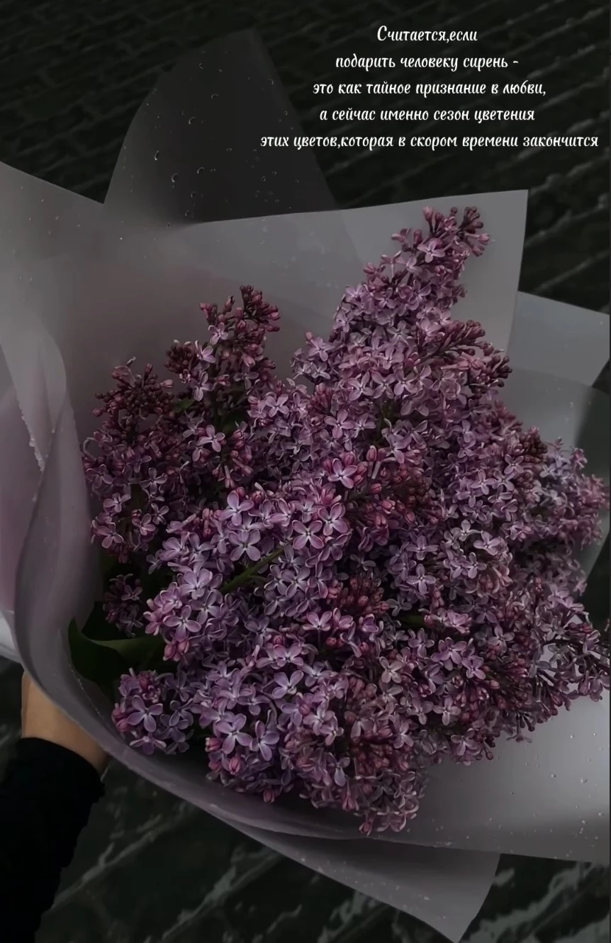 Апрельская сирень