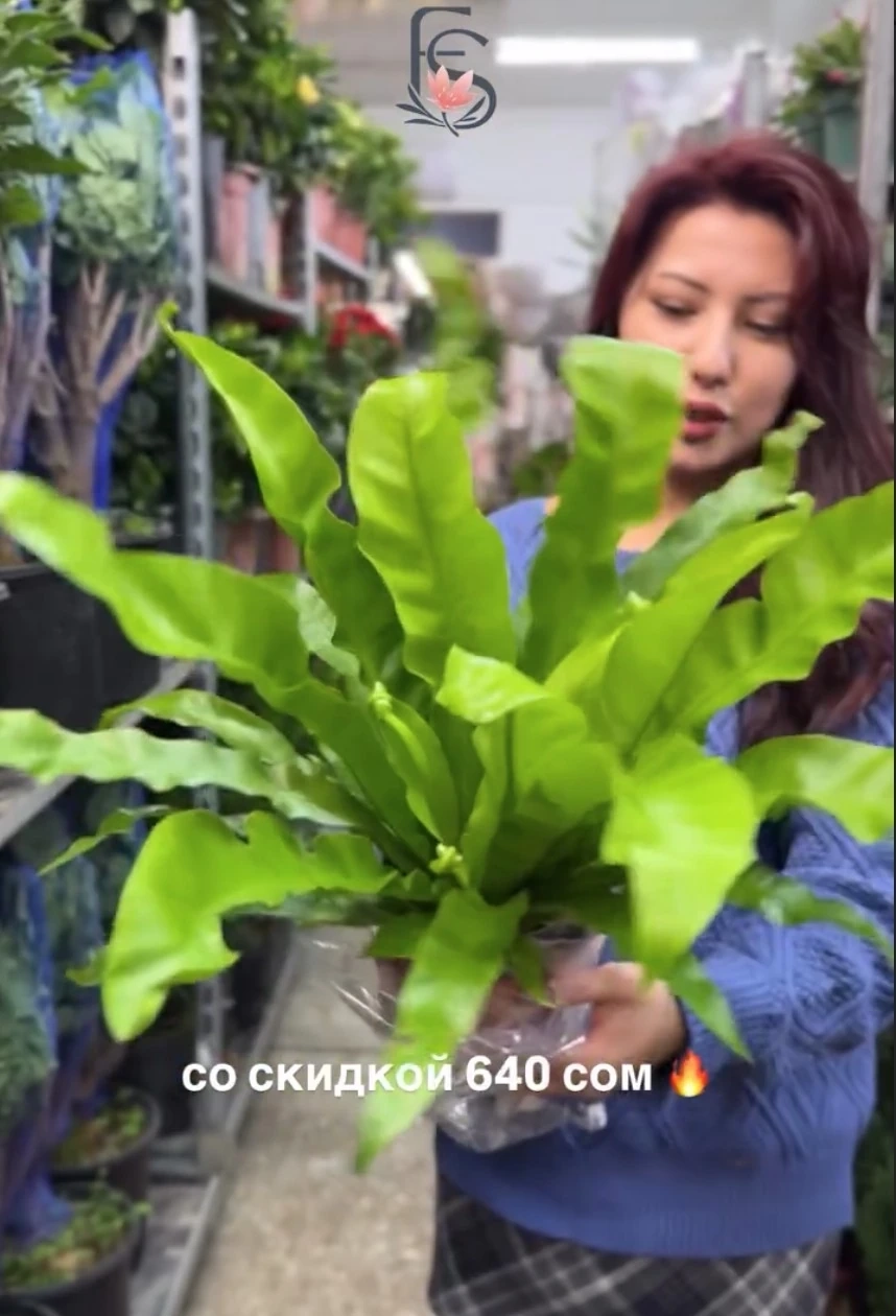Папоротник Асплениум (Asplenium)