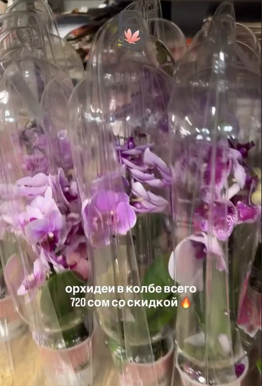 Орхидеи в колбе