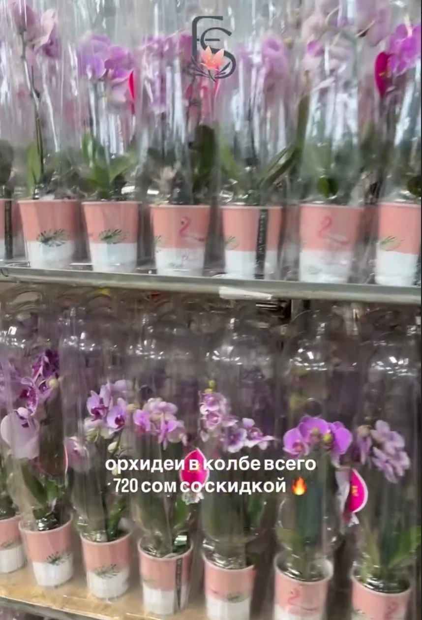 Орхидеи в колбе