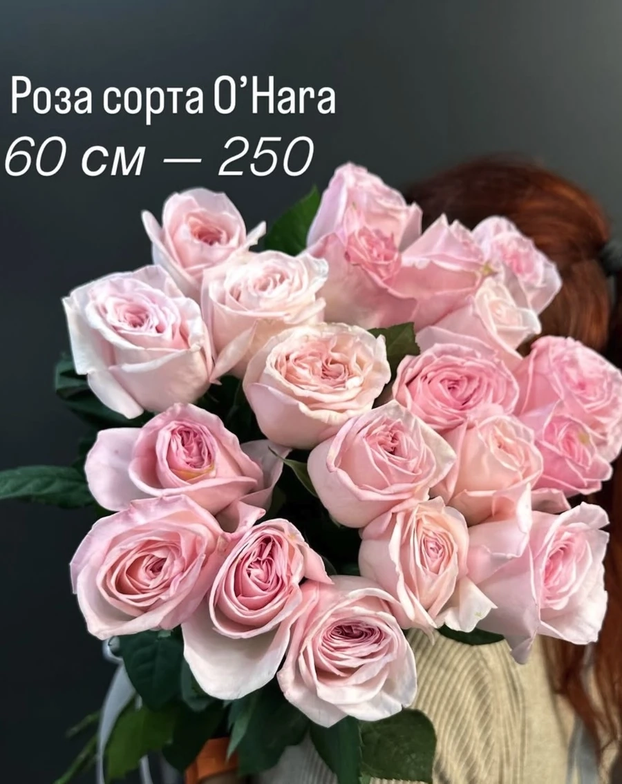 Роза сорта O'Hara 60см