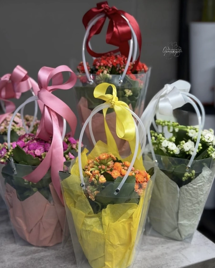 Каланхоэ 🌸-Растение неприхотливо, засухоустойчиво, накапливает влагу в листьях