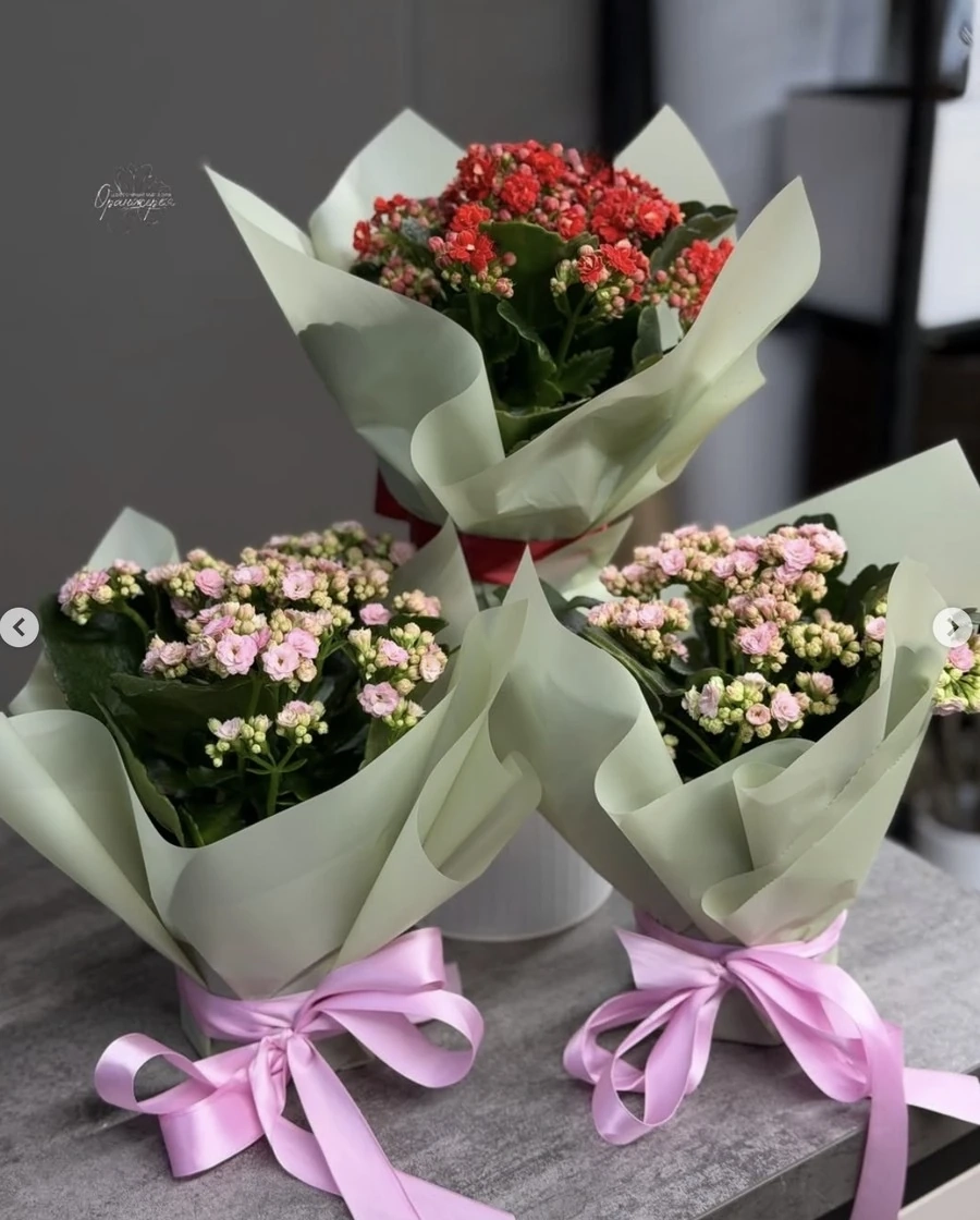 Каланхоэ 🌸-Растение неприхотливо, засухоустойчиво, накапливает влагу в листьях