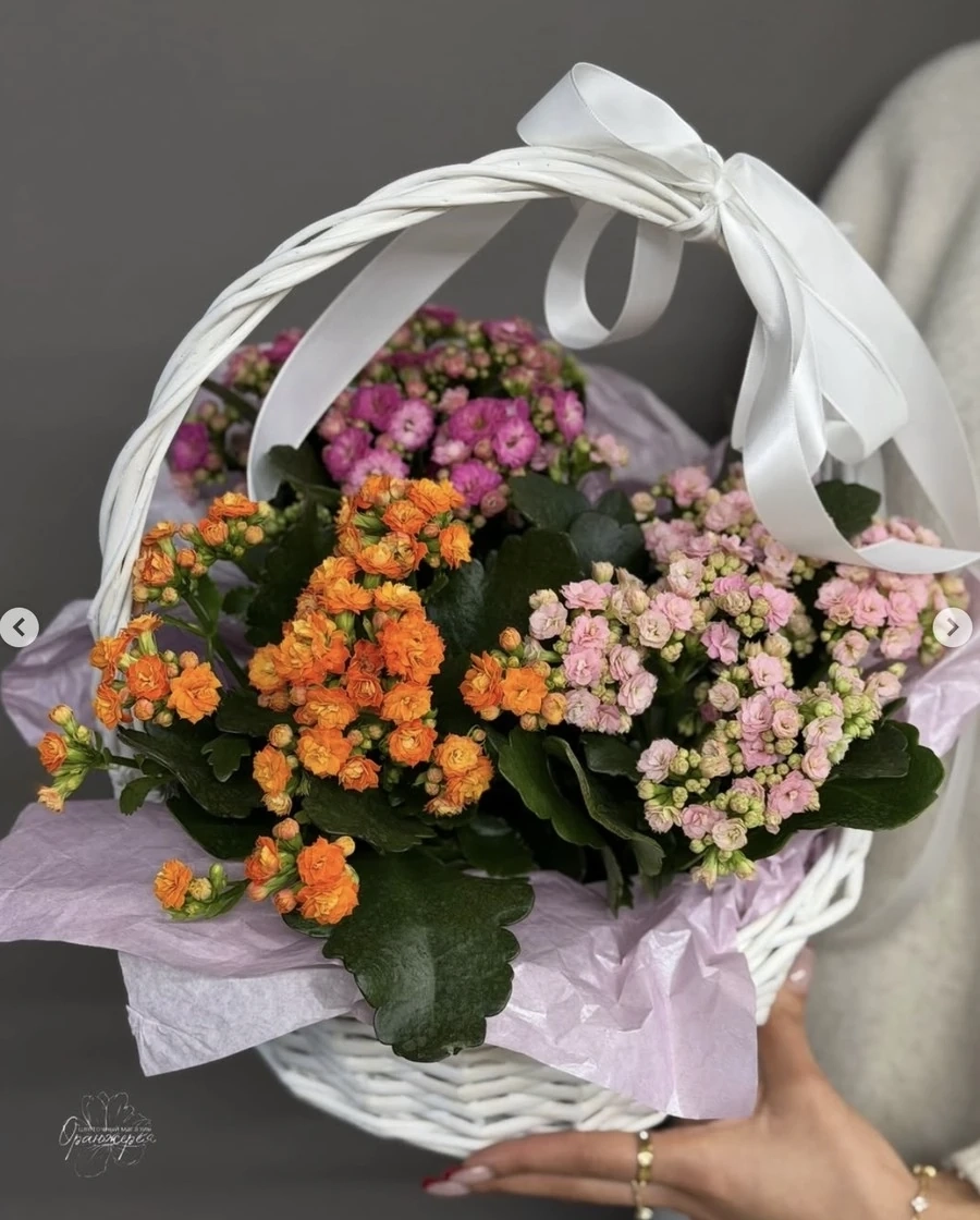 Каланхоэ 🌸-Растение неприхотливо, засухоустойчиво, накапливает влагу в листьях.