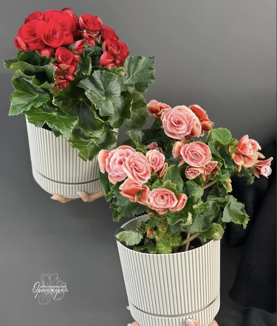 Бегония — яркое украшение дома 🌺