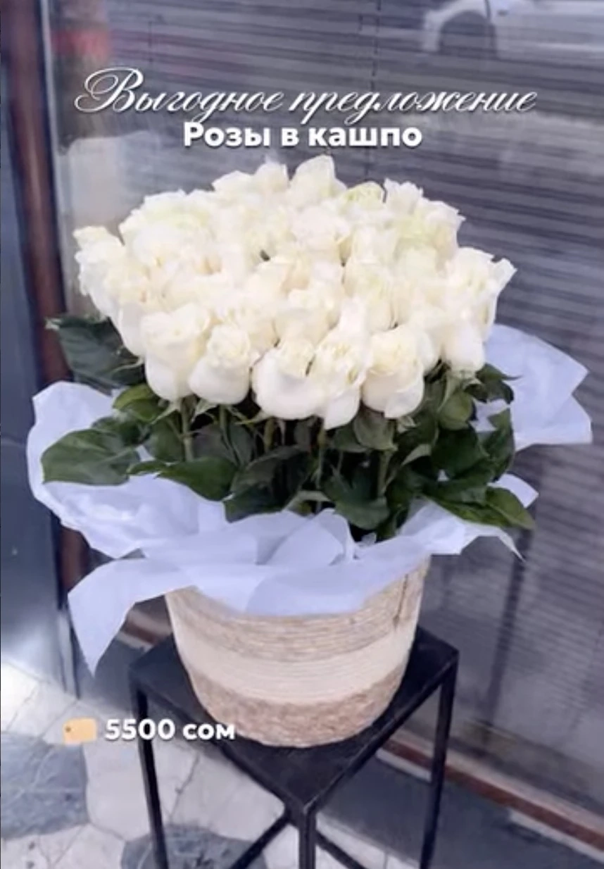 «Белоснежный идеал» — розы в кашпо