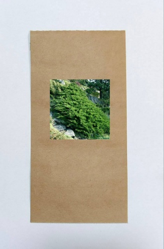 Можжевельник Tamariscifolia