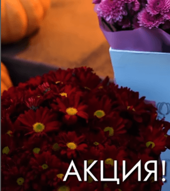 Букет бордовых хризантем в фирменной переноске
